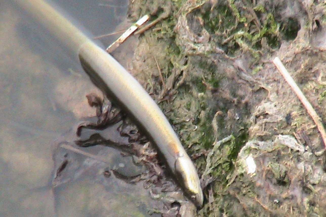 A dead fish in Swalecliffe Brook after a sewage leak