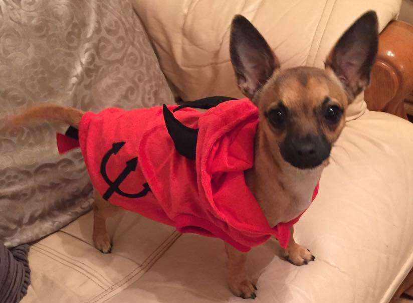 Reporter Victoria Chessum's seven month old dog Aussie - a jackuhuahua dressed as the devil
