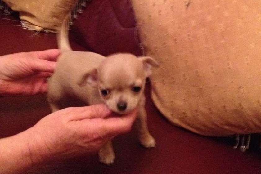 Tiny Chihuahua pup Betty Boo has been returned