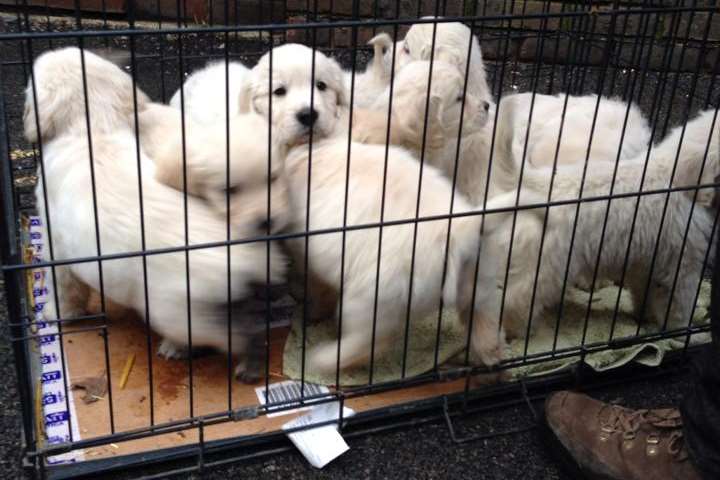 The stolen golden retriever puppies have been found safe