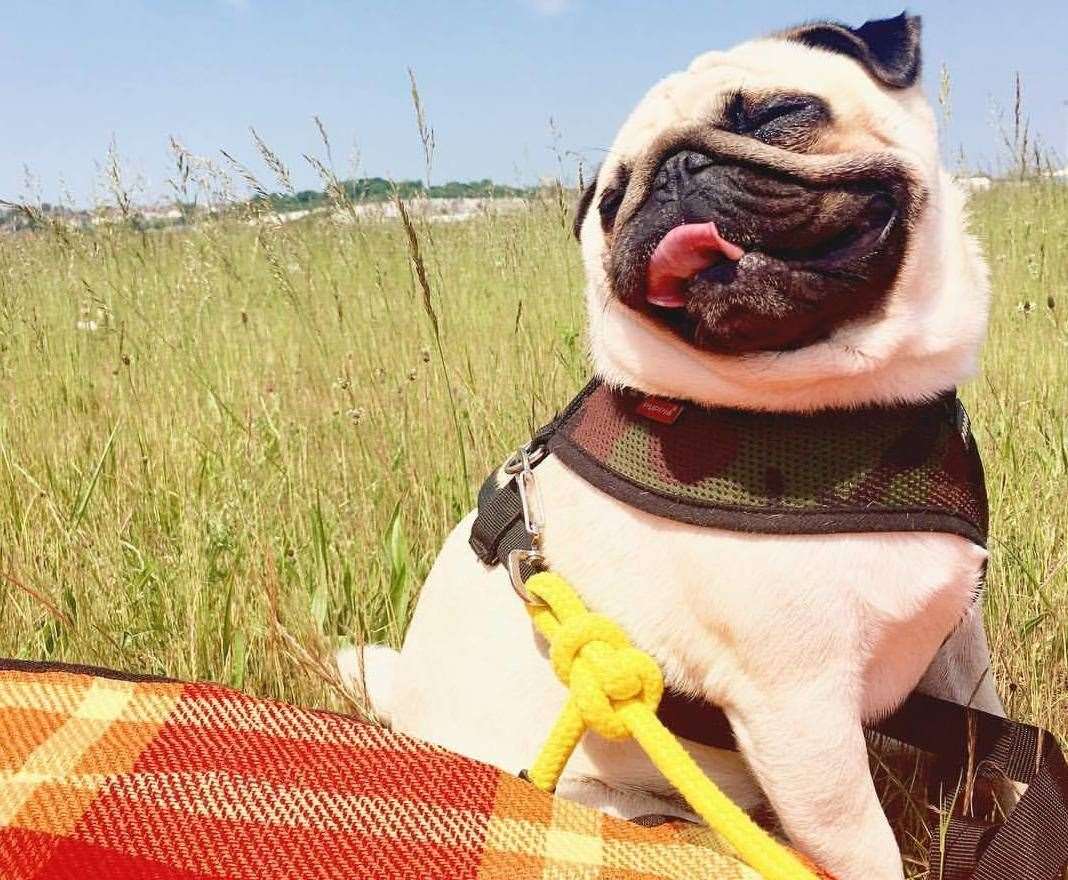 More than £14,000 has been raised to help Puggy Smalls through his vet treatment. Picture: @thepuggysmalls