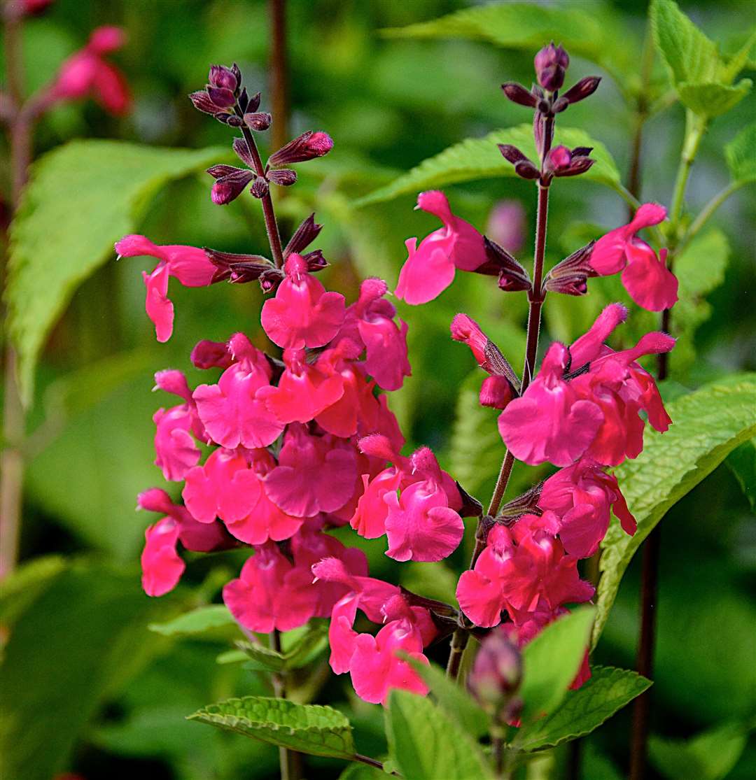 Salvia Pink Pong has been developed at Great Comp Gardens