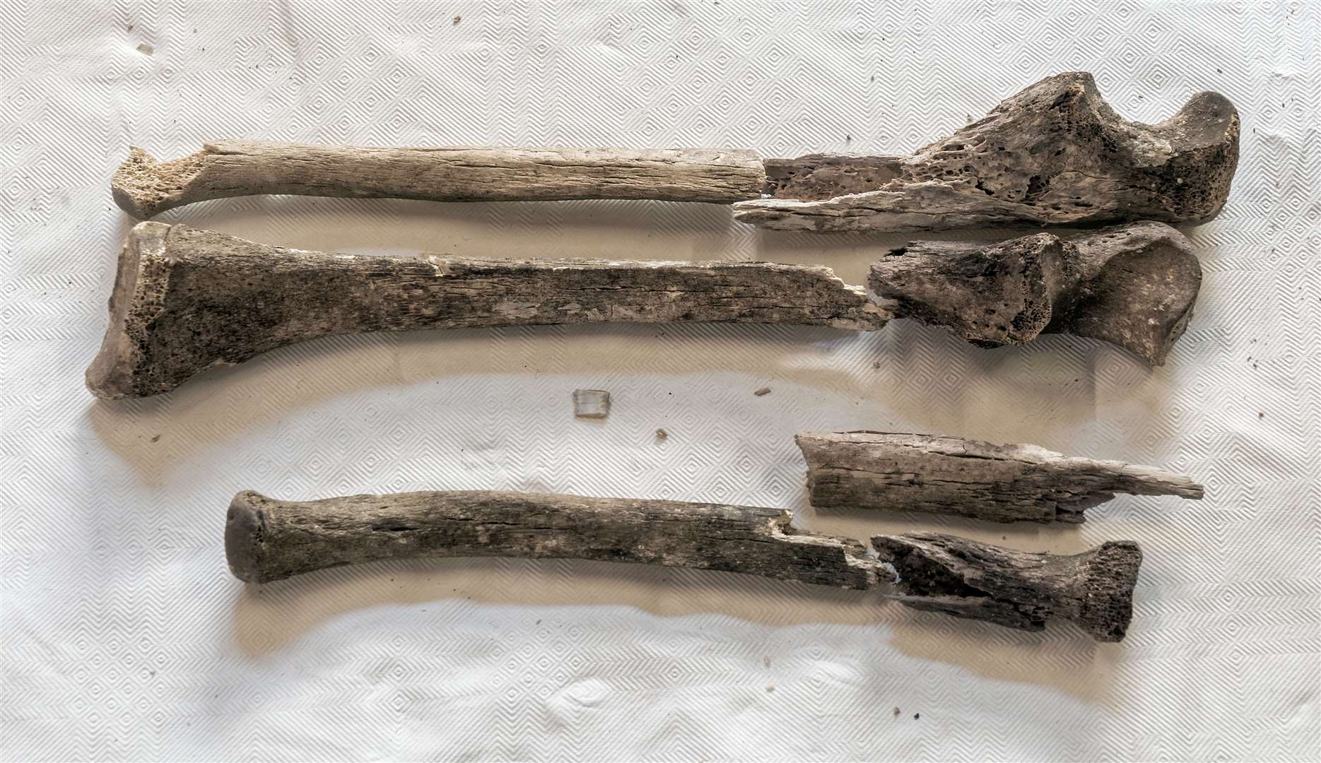 The bones have now been subjected to radiocarbon dating. Copyright Kevin Harvey