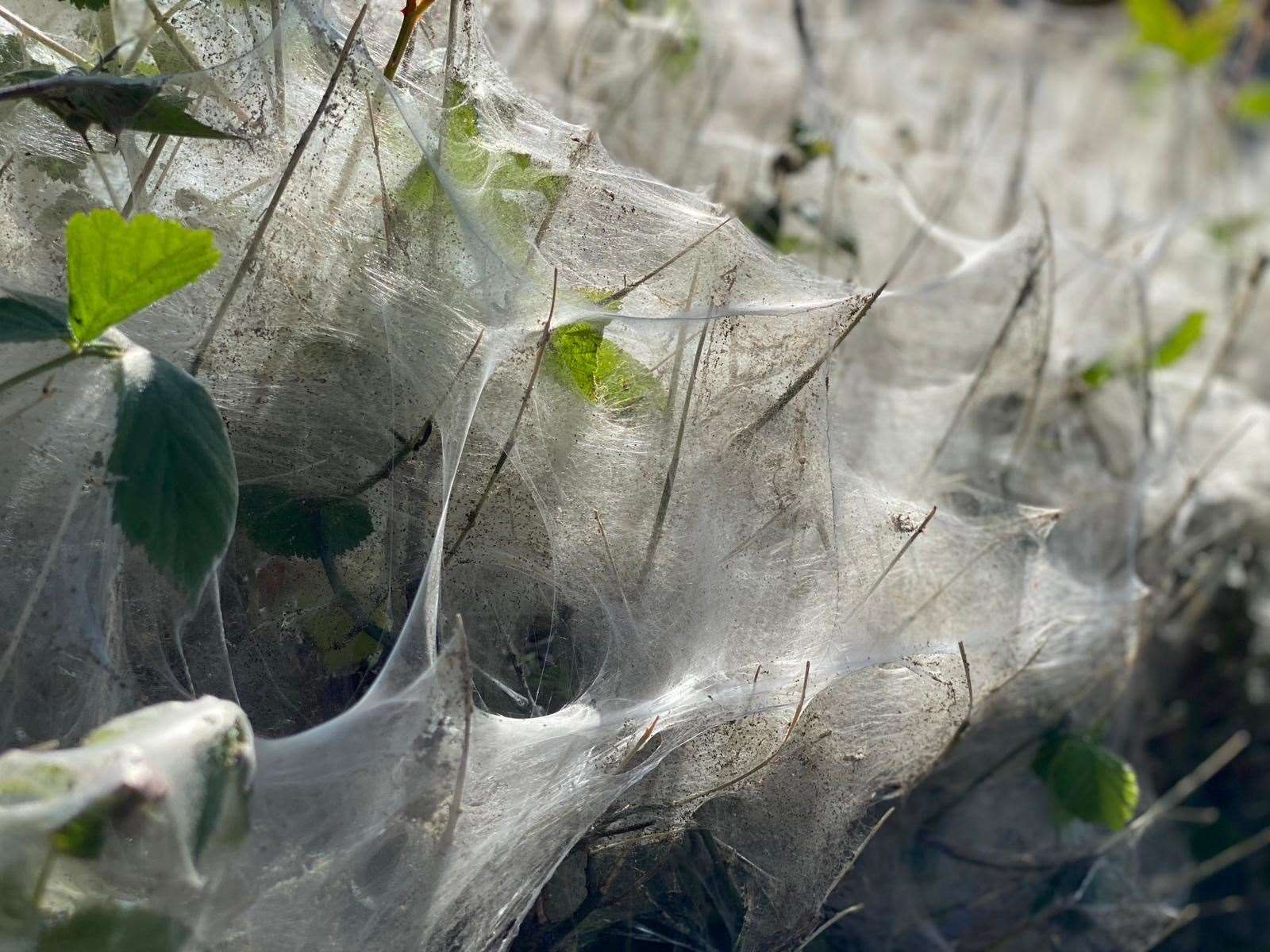 The caterpillars create a fine web to protect themselves and their food. Photo: Tara Cockell