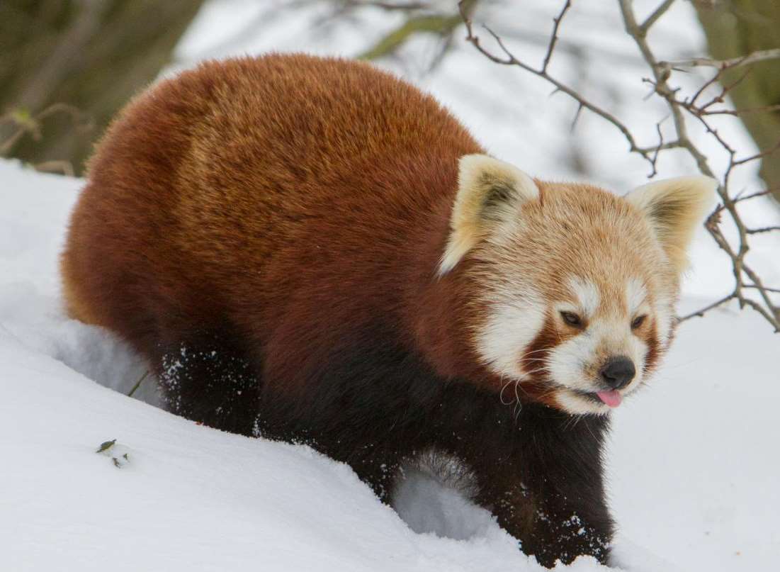 A red panda still looks cosy in the snow
