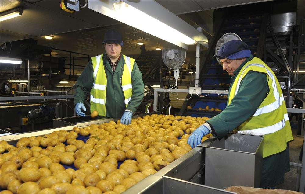Beardsley Hawthorne and George Costi grading potatoes at the Kent Potato Company, St Nicholas-at-Wade