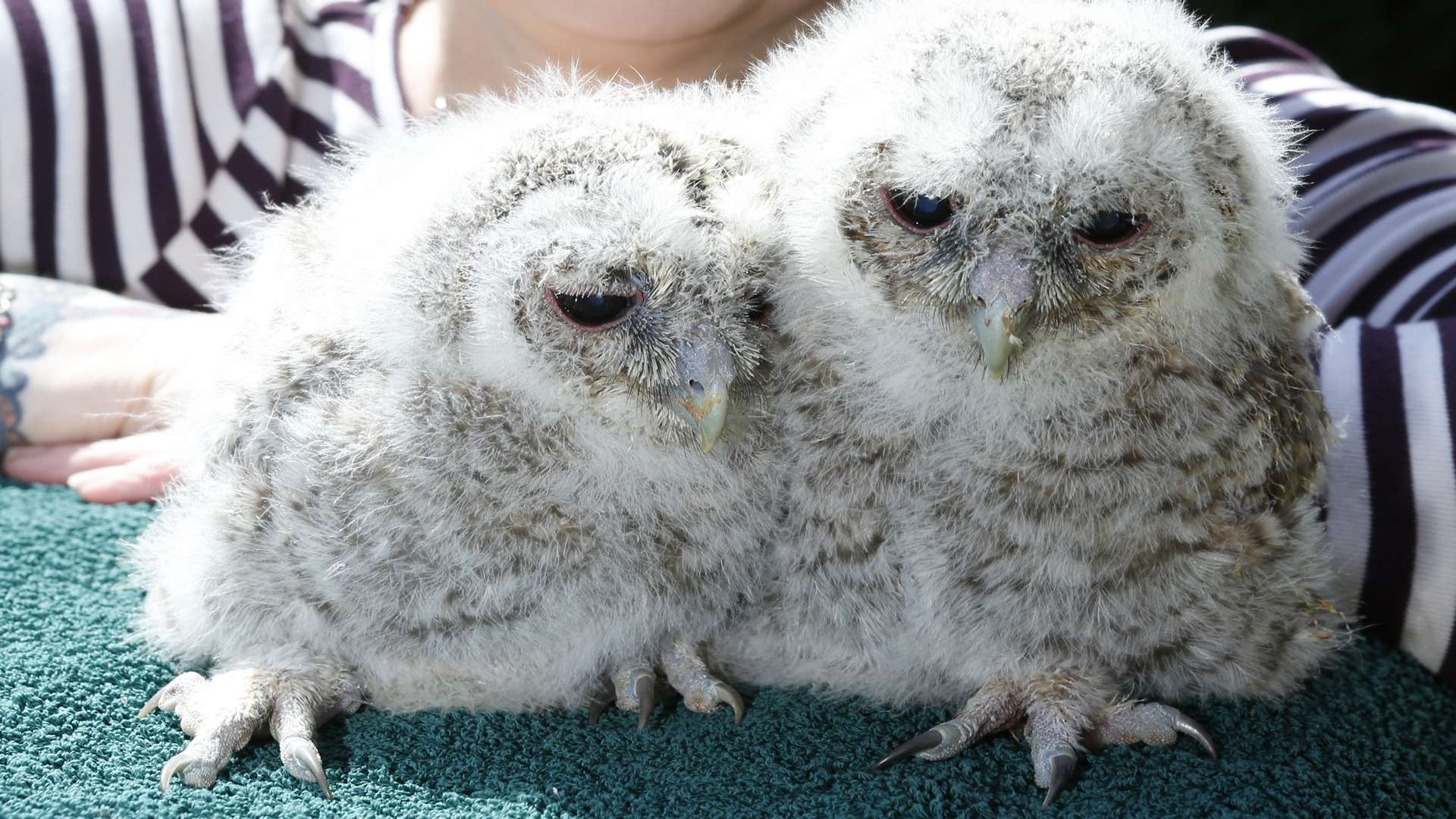 Baby tawny owls Laurel and Hardy were also rescued