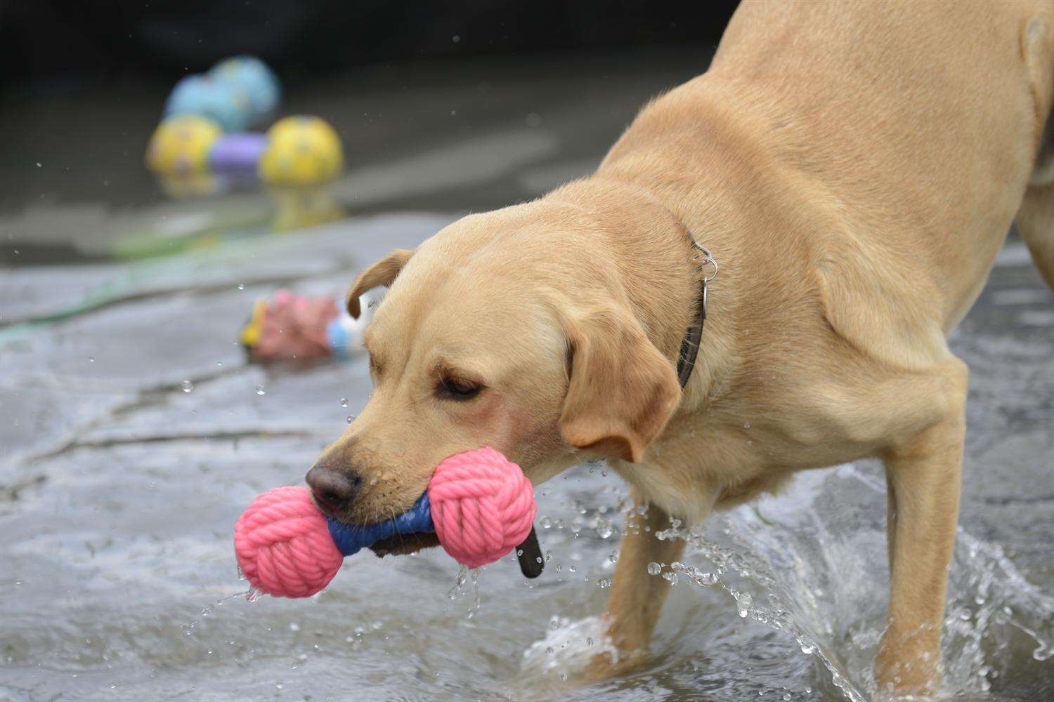 Dogs can get involved in a number of activities during the day