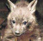 Baby hyenas make an entrance