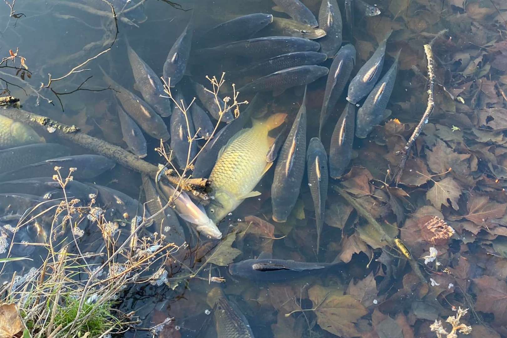 A number of fish were found gasping for air in water near The Butts, Sandwich