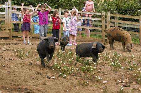 Children prepared for the pig racing at Kent Life, Sandling