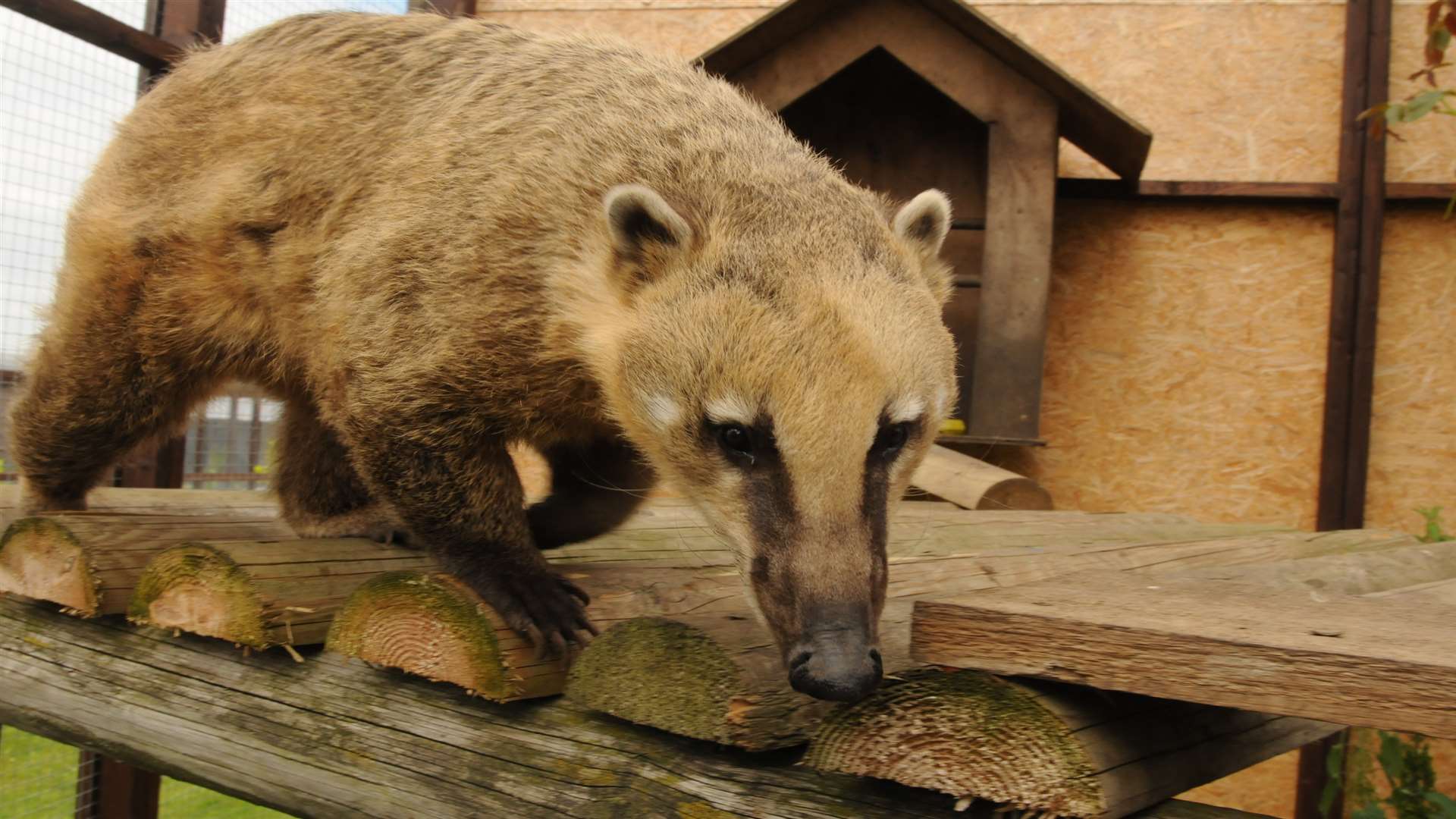 Basil the coati's cage will have to be boarded up during the summer. Picture: Steve Crispe.