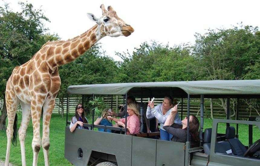 Enjoy family days out at locations such as Port Lympne Safari Park. Picture: Aspinall Foundation