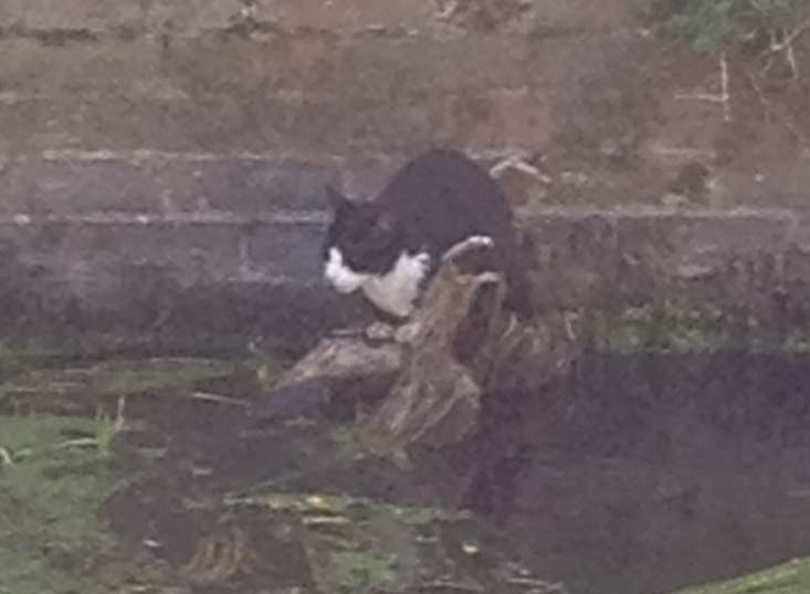 The cat became stranded in the river