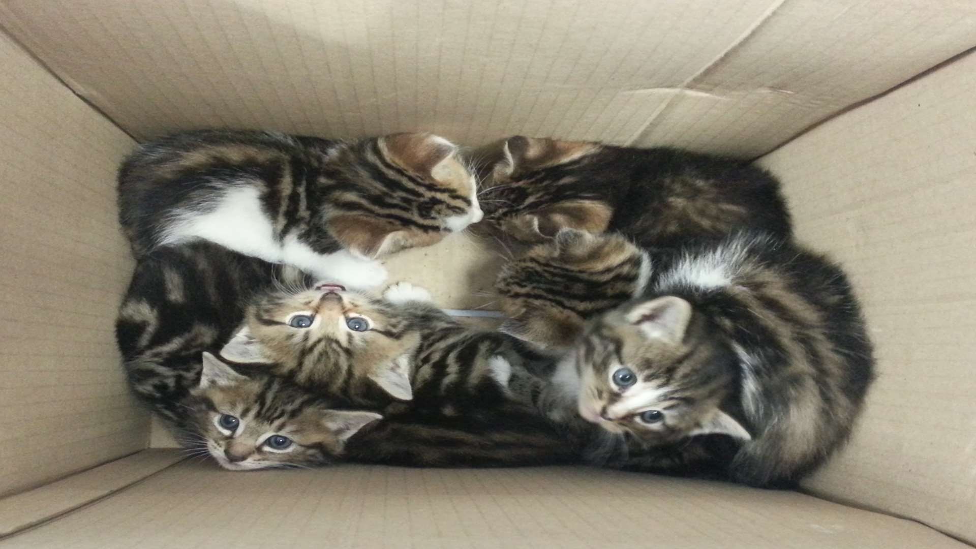The kittens were dumped in a cardboard box at Ranscombe Farm Nature Reserve. Pic: RSPCA