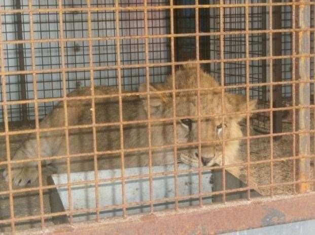 Anthares was confiscated from another circus where he was forced to perform and lived in a tiny trailer. Picture: Port Lympne