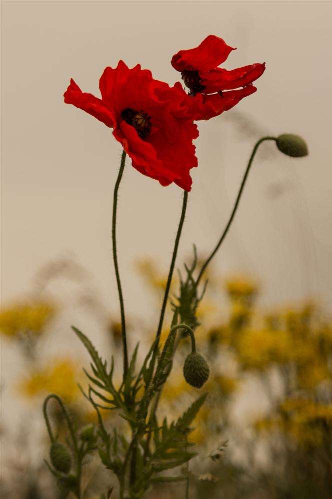 Third place in the nature category went to to CJ Skillen for this picture of windswept poppy.
