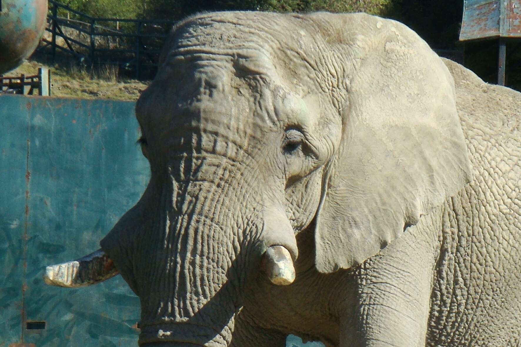 Kruger, a 31-year-old African bull elephant, which has died at Port Lympne.