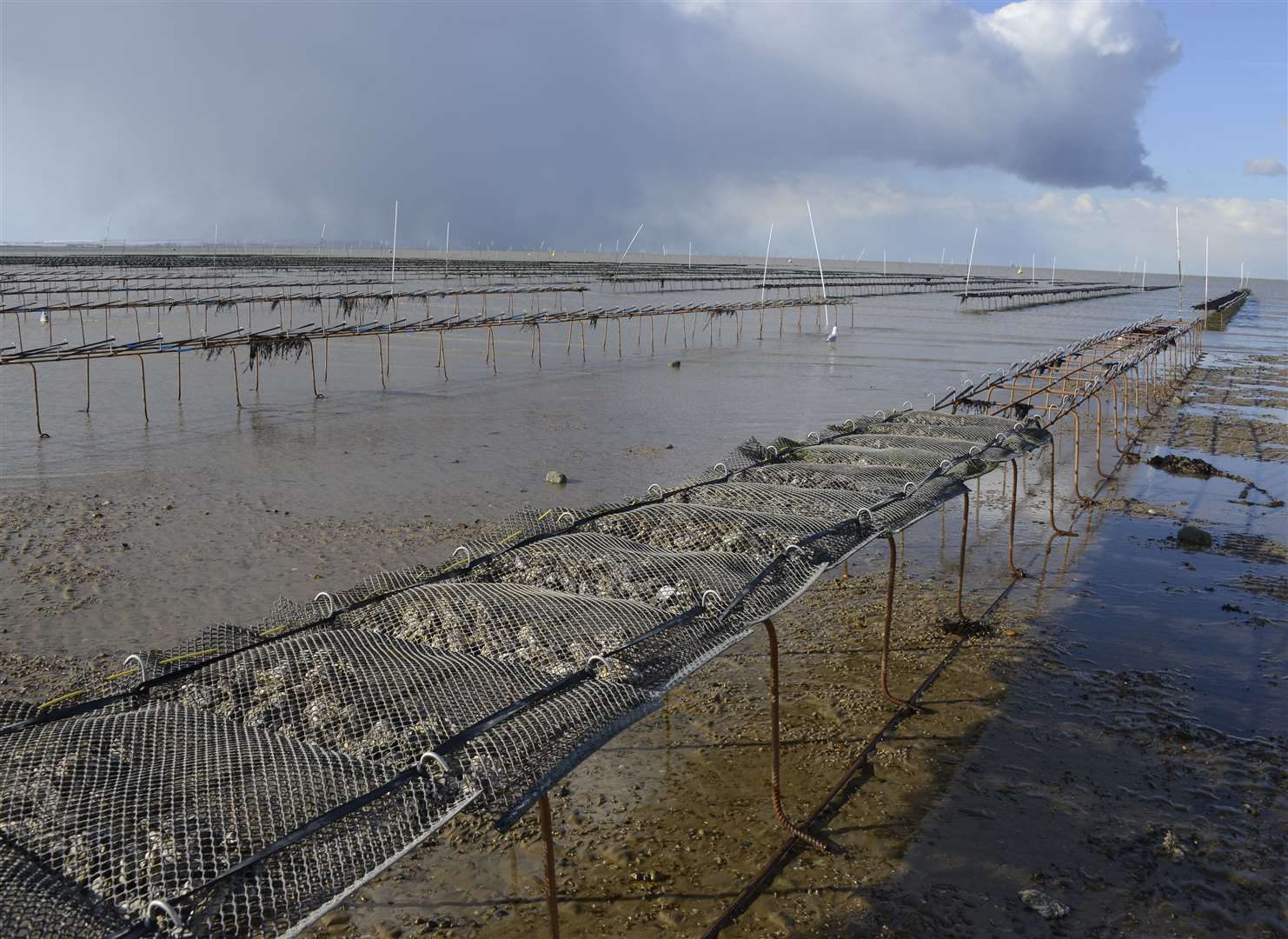 Campaigners have long raised concerns about the safety of the metal trestles used to harvest oysters in Whitstable