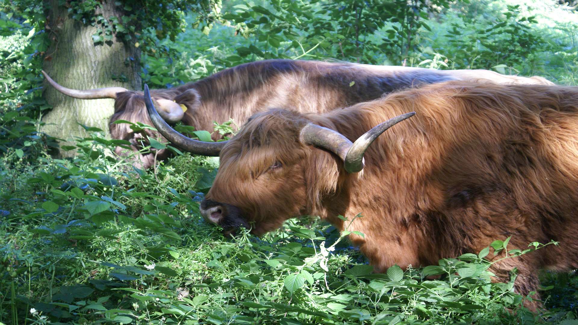 Highland cattle have been introduced at Ashford Warren and Hoads Wood