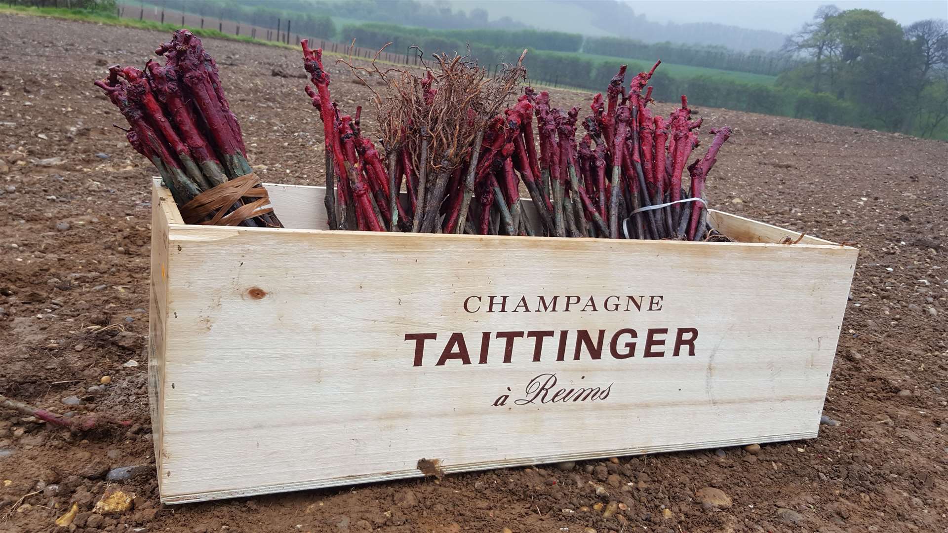 Taittinger planted its first vines in Kent in Chilham