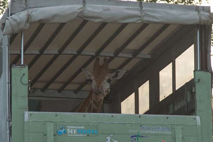 Valentino the giraffe arrives at his new home in Port Lympne