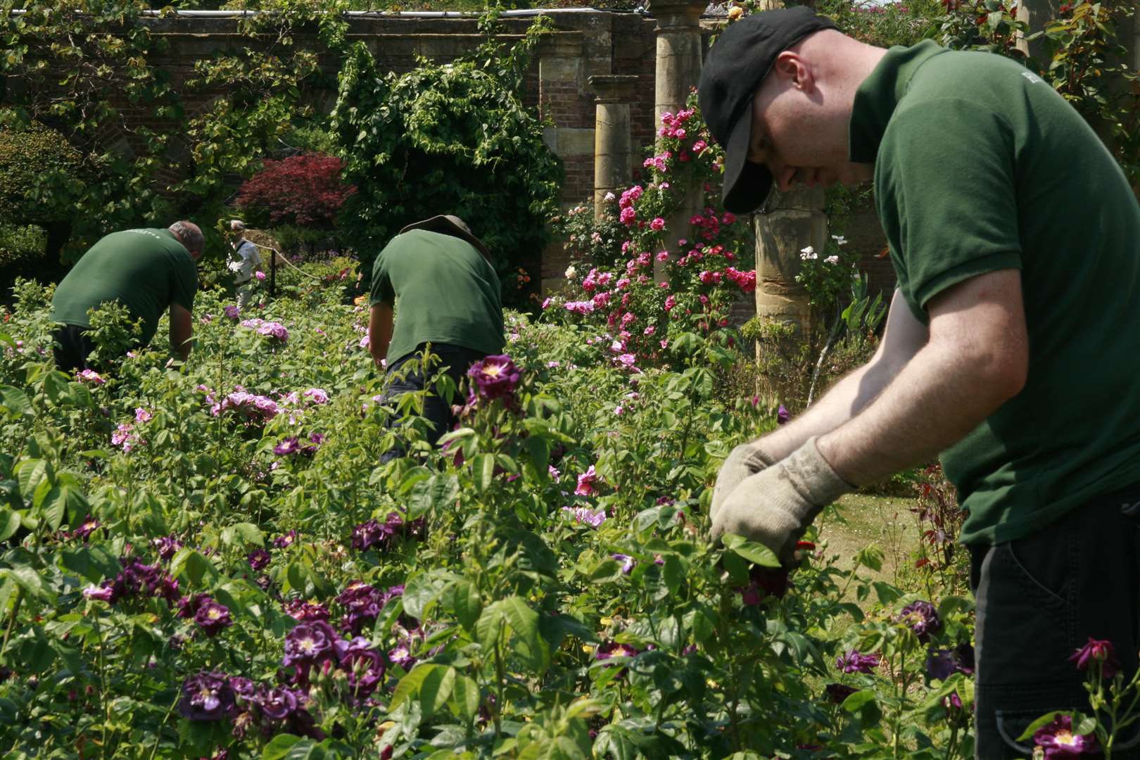 Horticulturalists learn on the job every day of their working lives