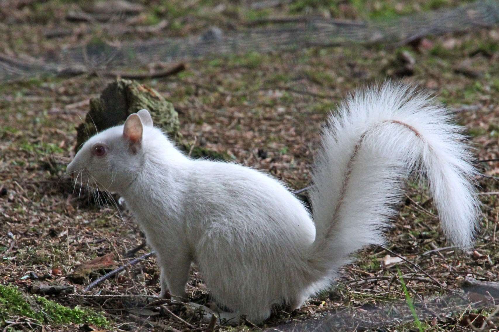 An albino squirrel was spotted at Wildwood. Picture: Dave Butcher