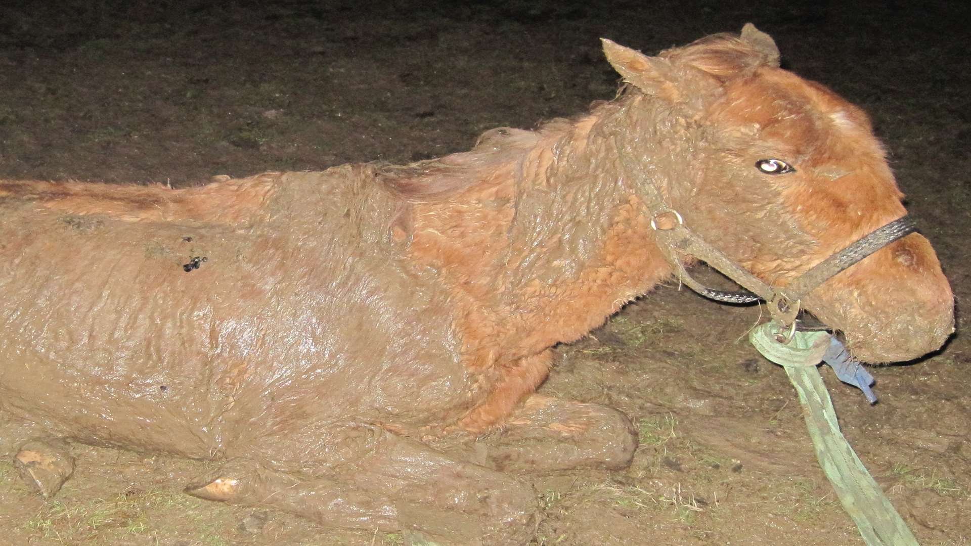 The horse was found to be incredibly skinny