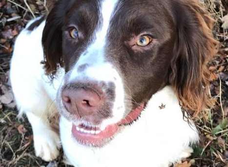 This spaniel was found and returned to its owners after being stolen in Birling