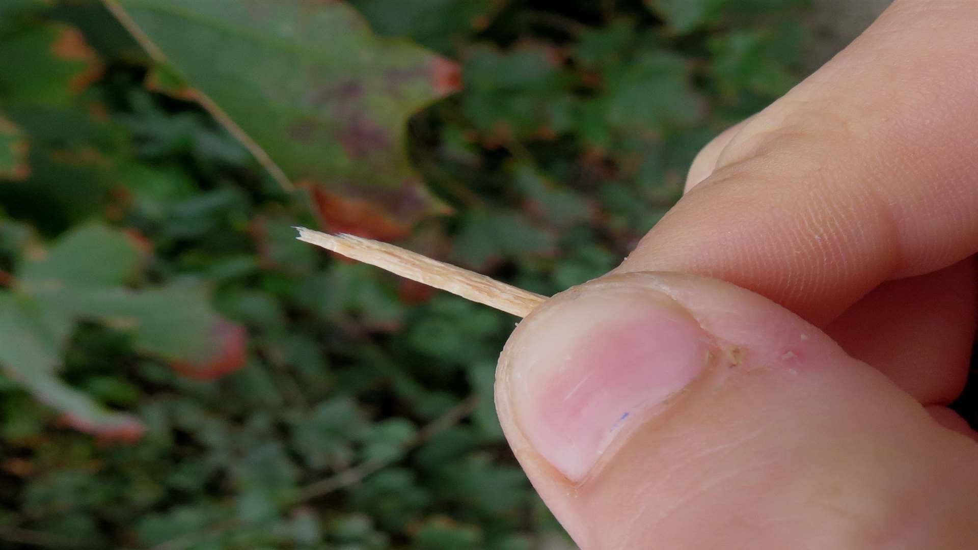 The splinter of wood which stuck in Annabelle Tickle's throat
