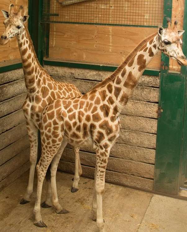 The new Rothschild giraffes at Port Lympne. Picture: Aspinall Foundation