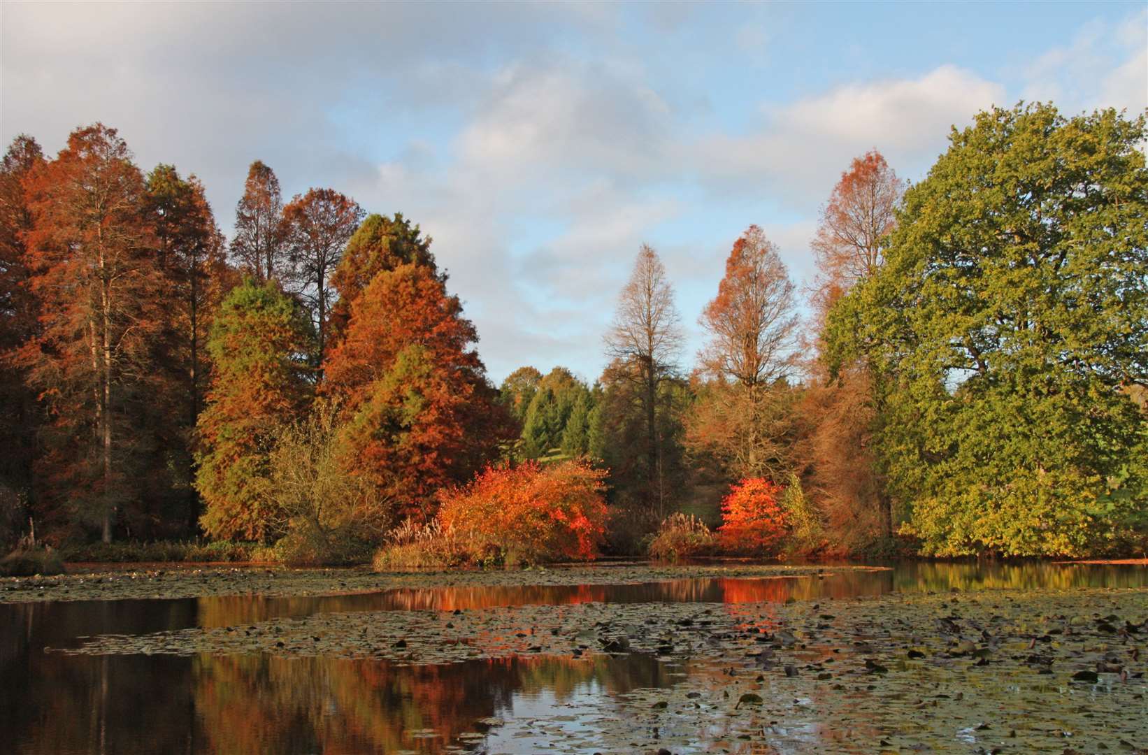 Enjoy some time among the trees at Bedgebury Pinetum