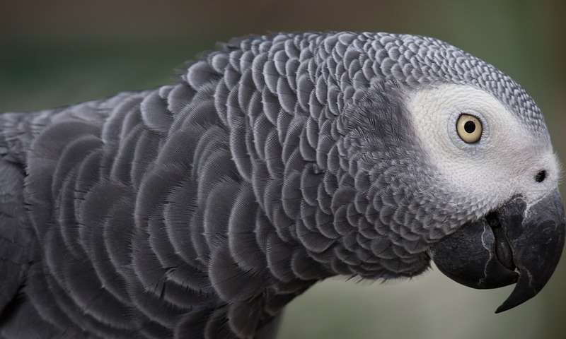 An African Grey. Library image.