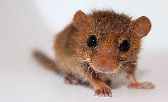 Kent’s dormice are under threat according to the Wildwood Trust