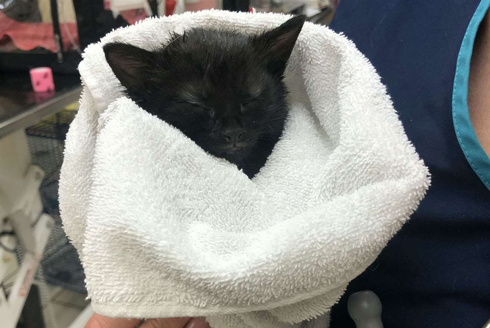 The five-week-old kittenm after being removed from the toy. Picture: SWNS