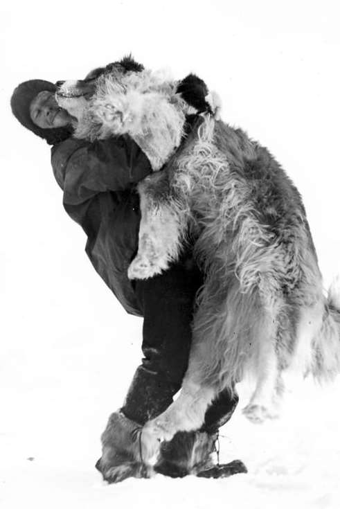 Dr Leonard Hussey lifting Samson the dog on the Shackleton expedition