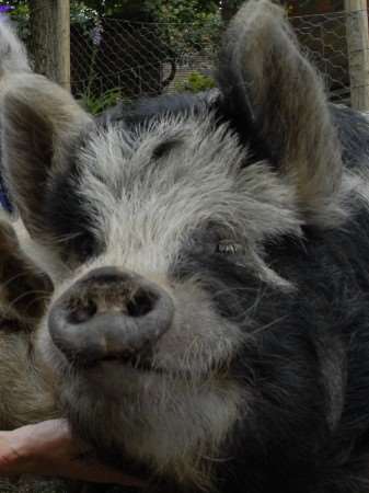 A face only a mother would love - a Kune Kune pig, similar to Bramley and Bramble