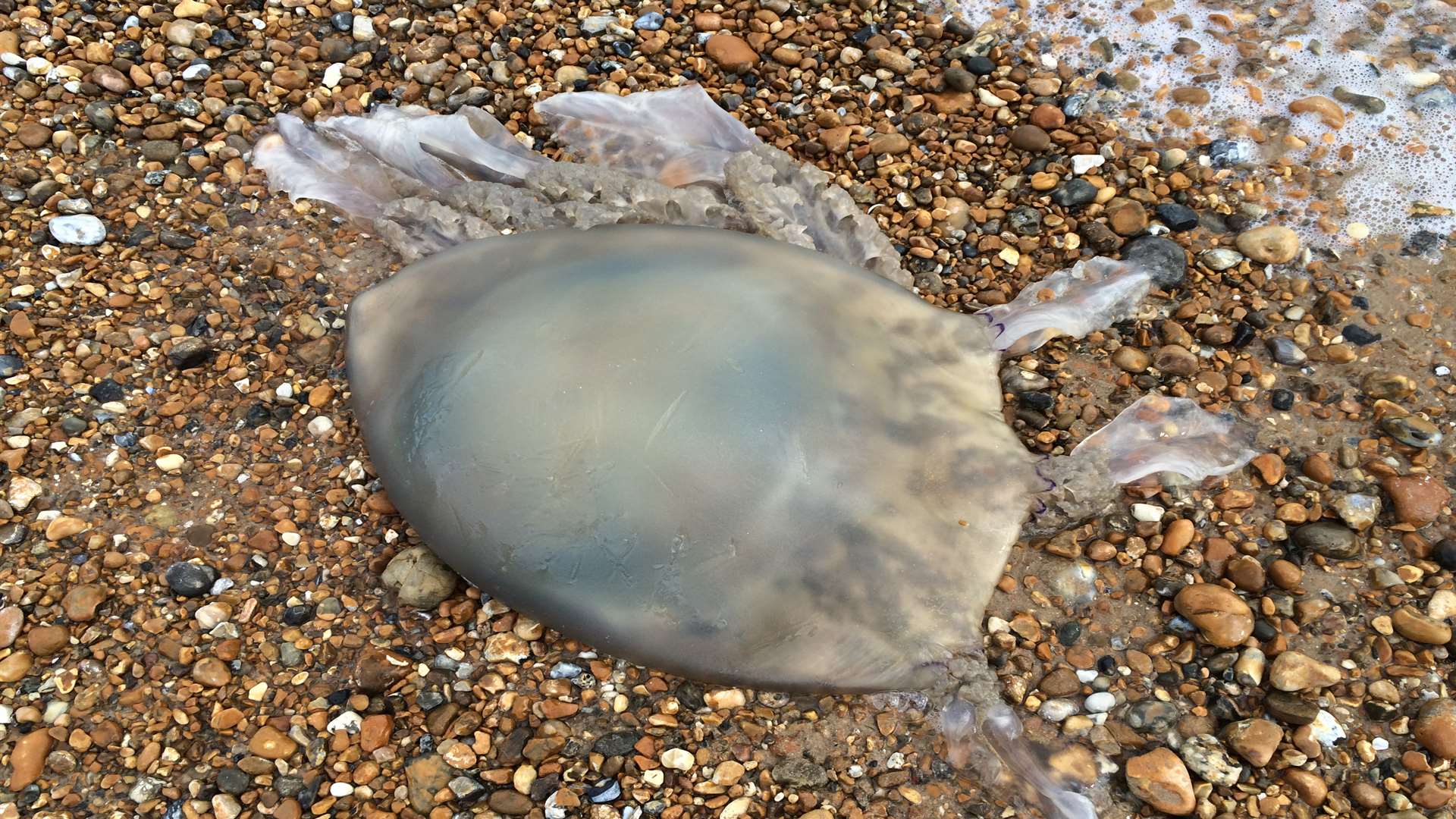 The surprising find of a dead jellyfish on a Kent beach. Picture: Josh Clarke