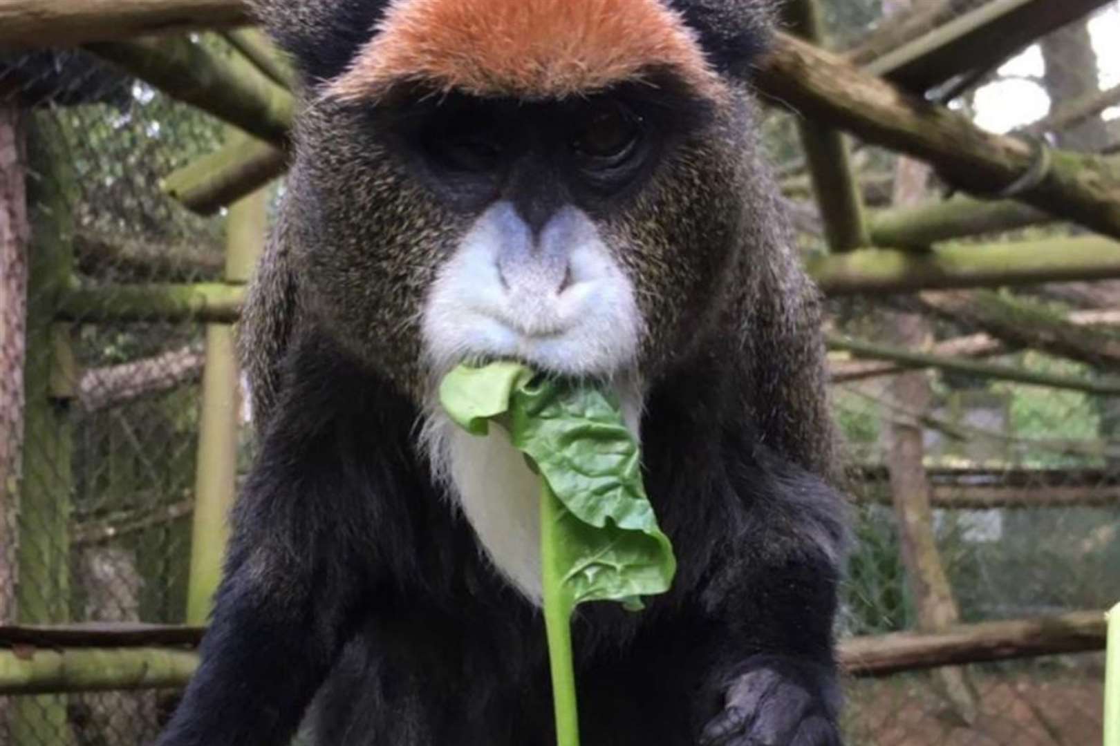 Cabinda the De Brazza monkey has died at Port Lympne in Hythe, aged 36. Photo: Port Lympne