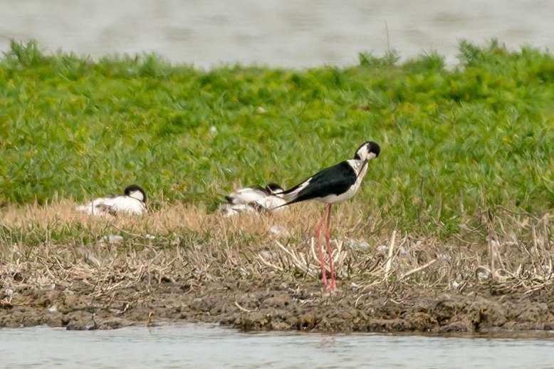 Thieves have been stealing eggs of the black-winged stilt
