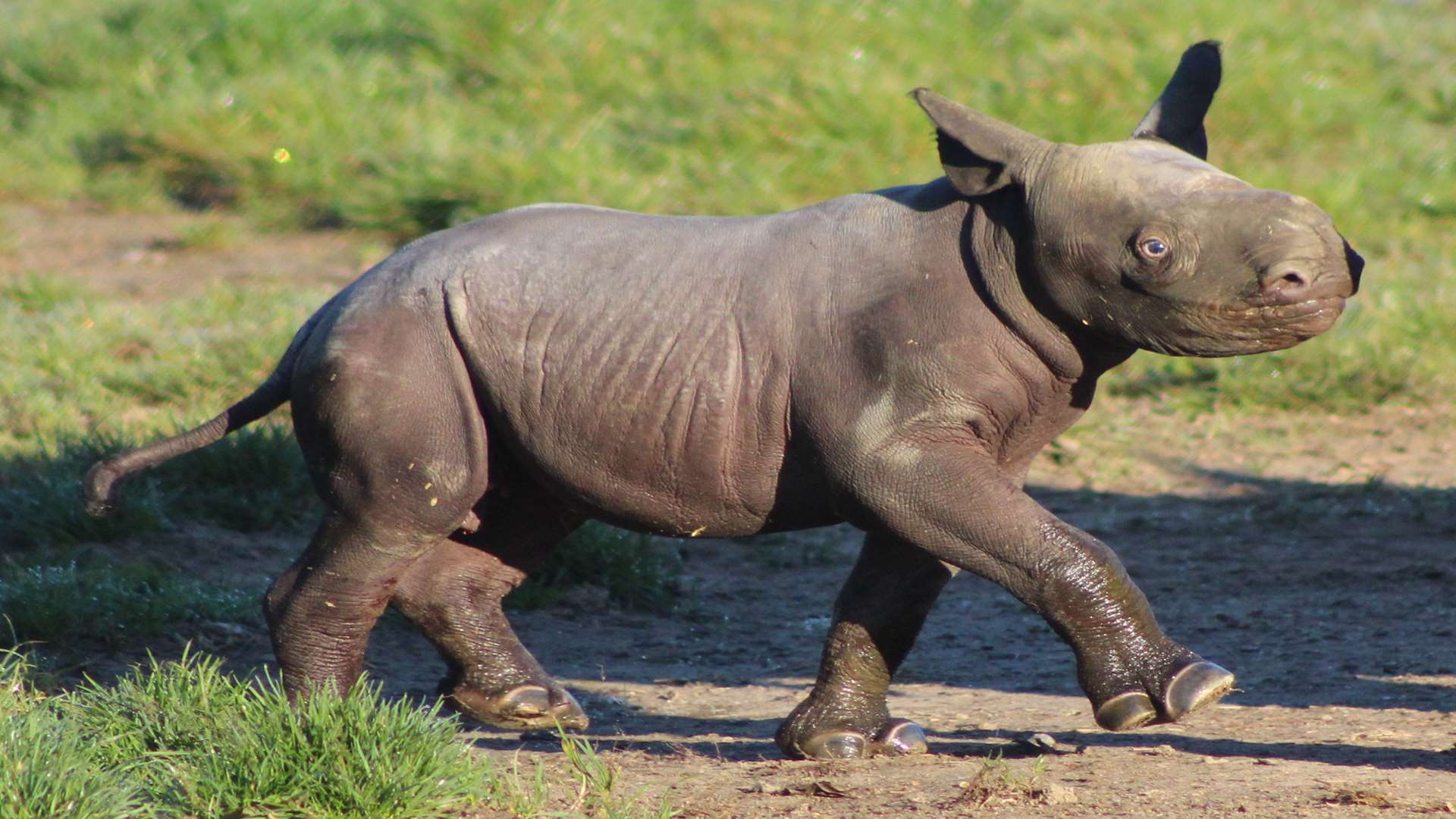 Rhino calf at Howletts