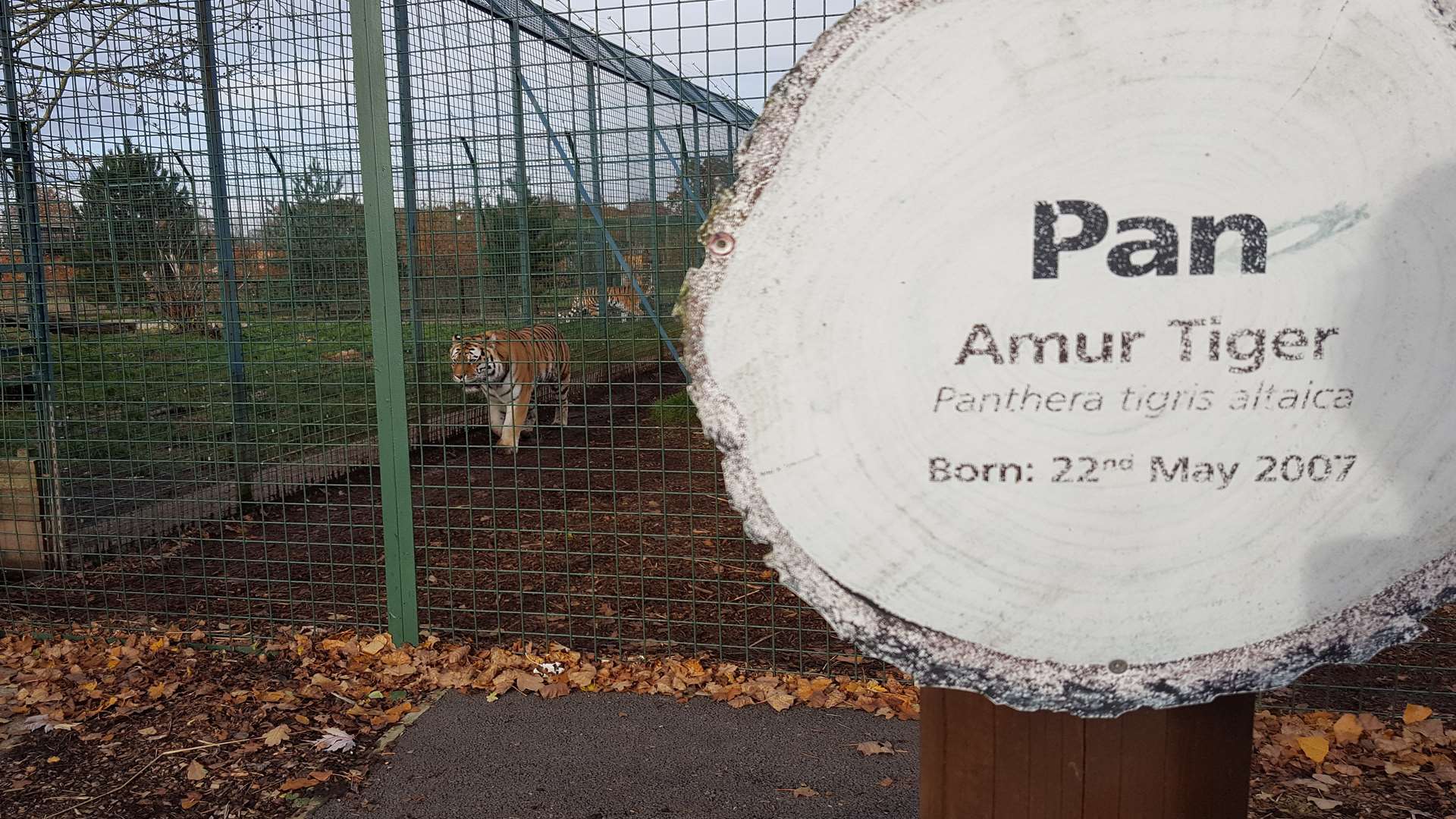 Tiger Pan in his pen at the Big Cat Sanctuary