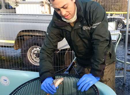 Fish are collected for tattooing. Picture: Environment Agency
