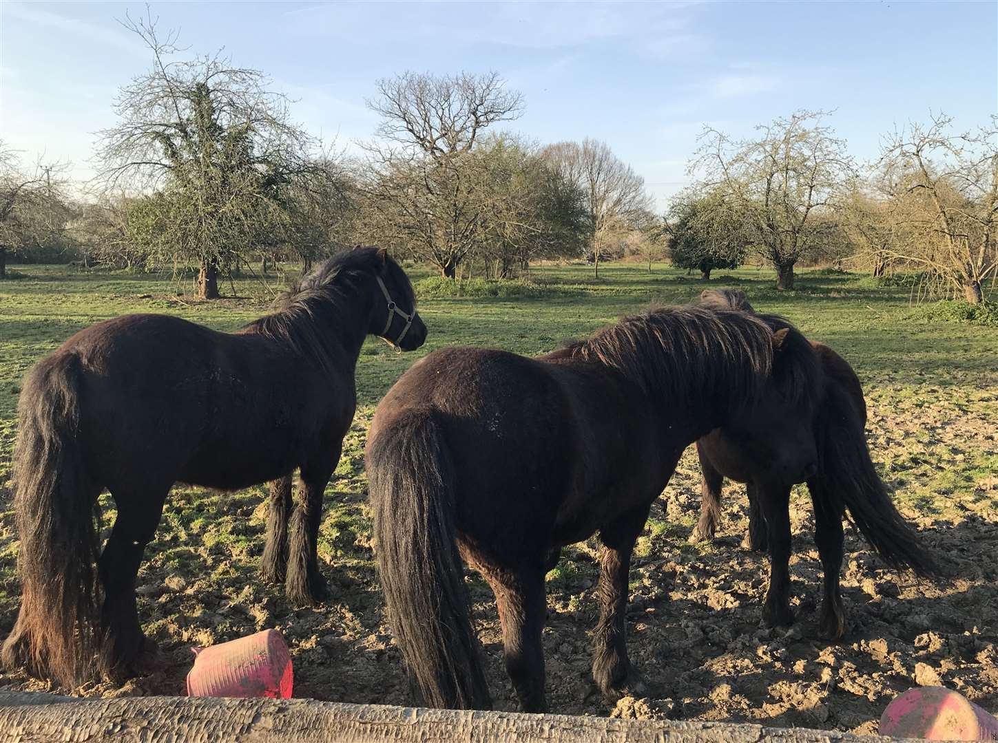 Buddy, Bella and Beauty pictured together in Staplehurst before Buddy died
