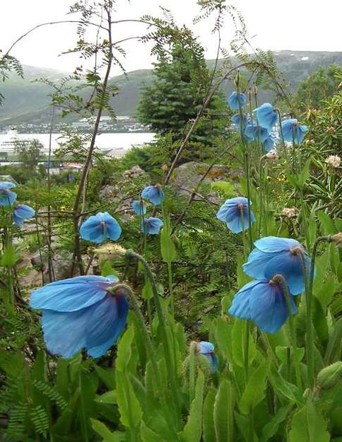 Blue poppies in the woodland