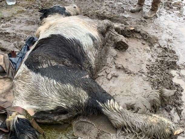 The pony - now named Cecilia - was 'left to die' after being dumped