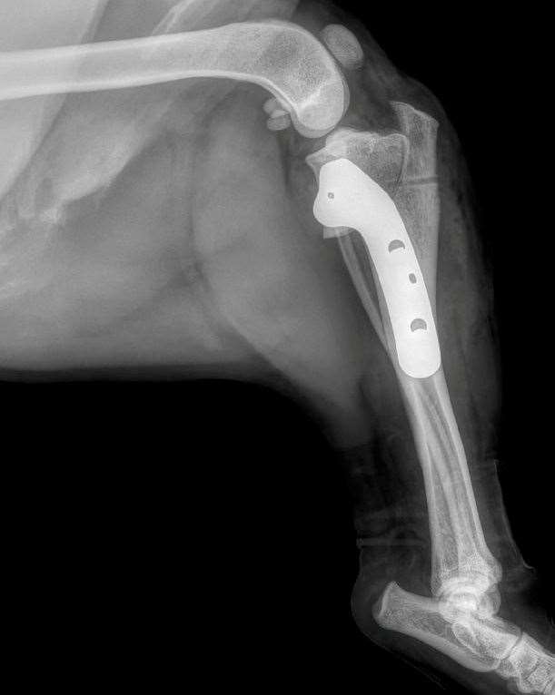 X-ray of Flash the Beagle's legs - showing inserted metal bar following surgery. Picture: SWNS