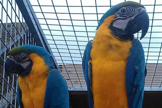 One of the stolen macaws is blue and gold