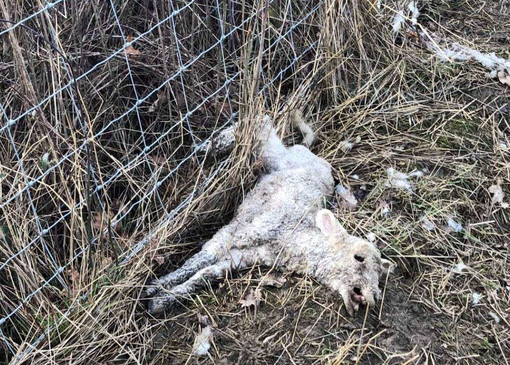 A lamb appears to have been caught in a fence before meeting its end